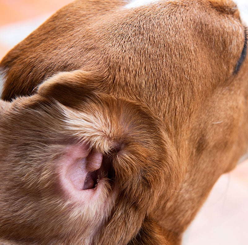 Veterinarian evaluating pet allergy symptoms at Woodland Springs Vet Hospital Fort Worth
