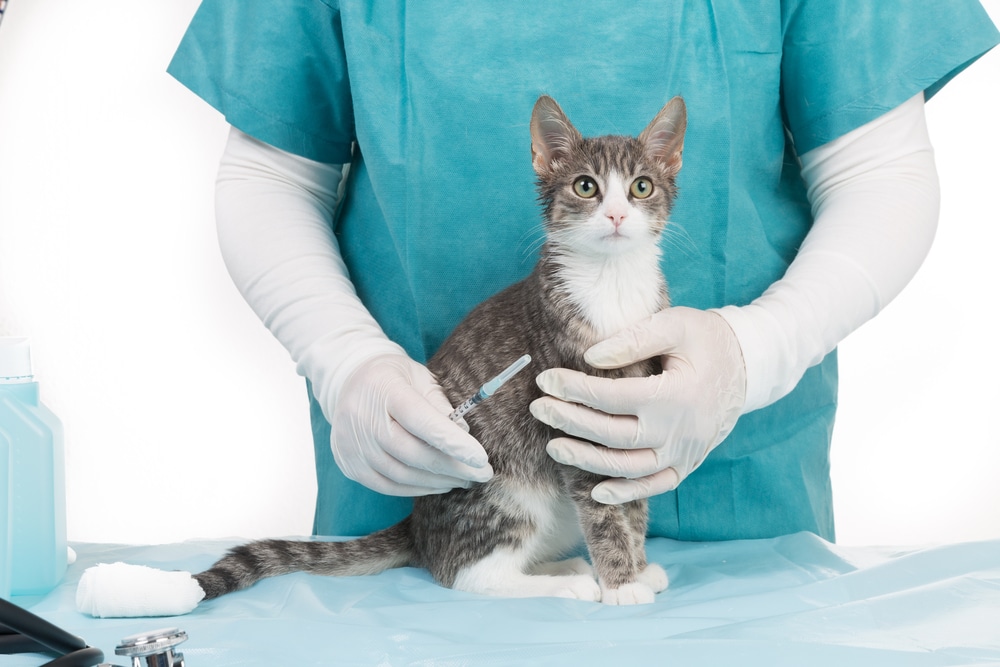 Veterinarian administering a vaccine to a pet during a routine care visit