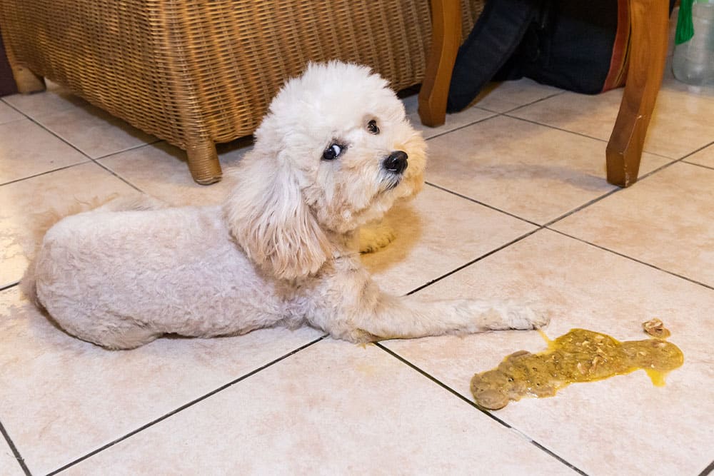 A small white poodle lying on a tiled floor looking guilty next to a yellow mess.