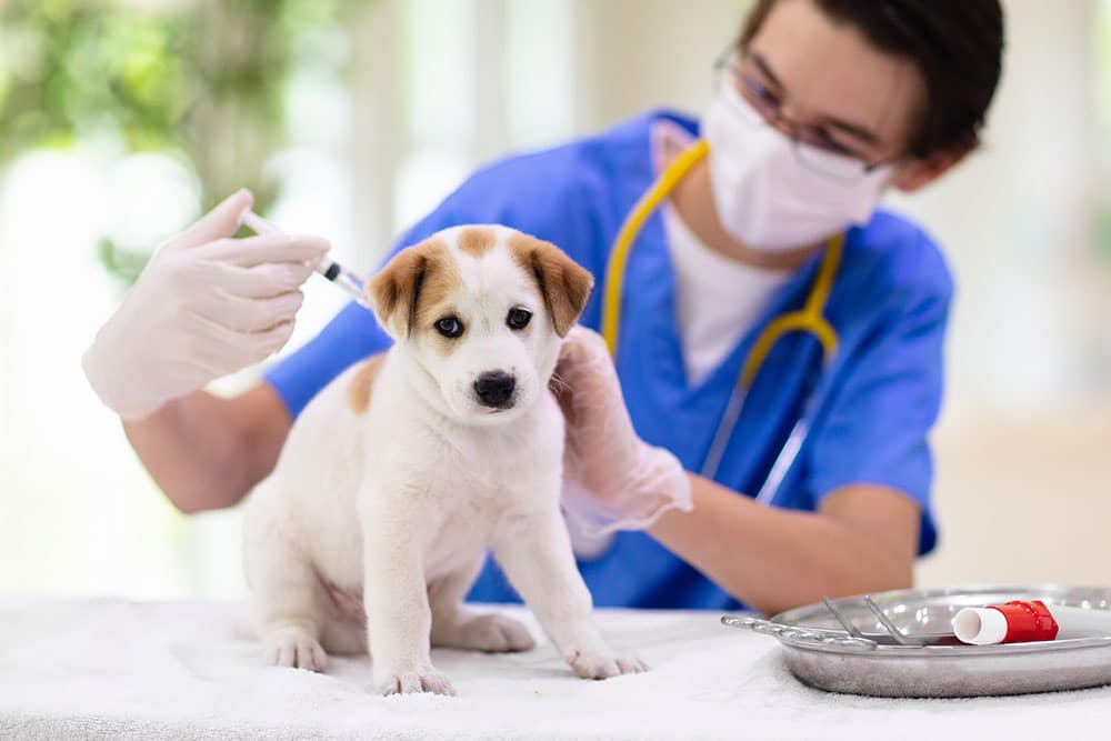 A close-up shot of a small, white puppy with brown patches sitting on a white examination table, looking directly forward while a male veterinary professional wearing a face mask and blue scrubs administers an injection into the scruff of its neck.
