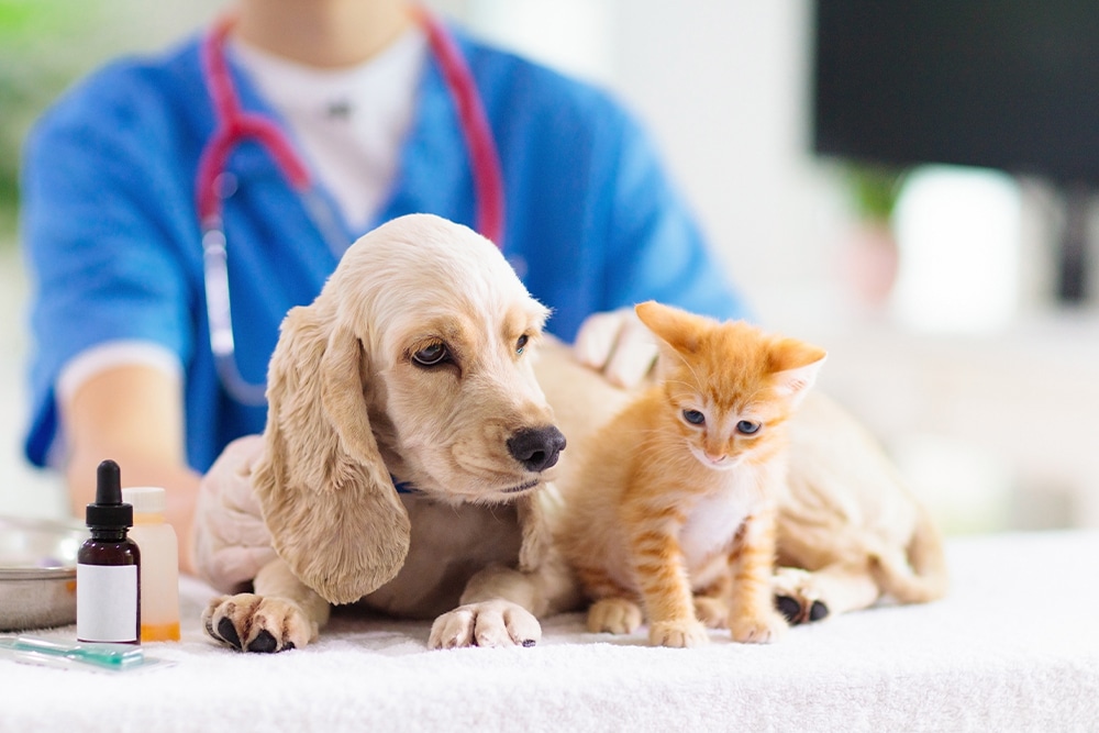 Puppy and kitten receiving a veterinary examination during a routine wellness visit at an animal clinic.