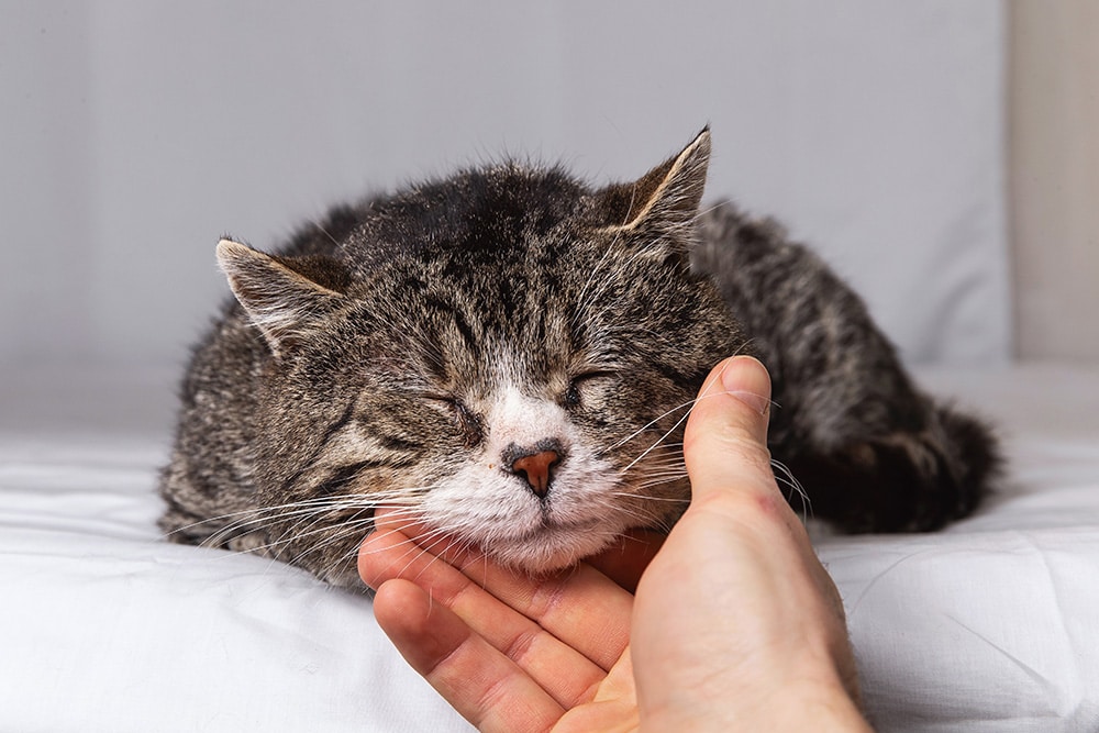 Happy, relaxed cat illustrating the comfort of quality feline veterinary care