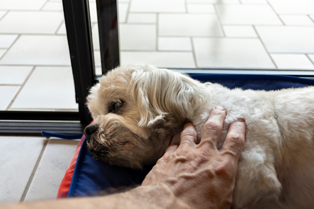 Peaceful senior dog with white coat resting — compassionate end-of-life pet care in Fort Worth
