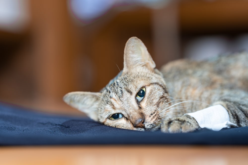 A weakly sick cat lying on a blue surface.