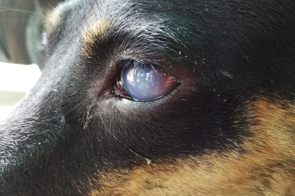 Cat with sore, red eyes — common feline eye condition treated at Woodland Springs Vet Hospital