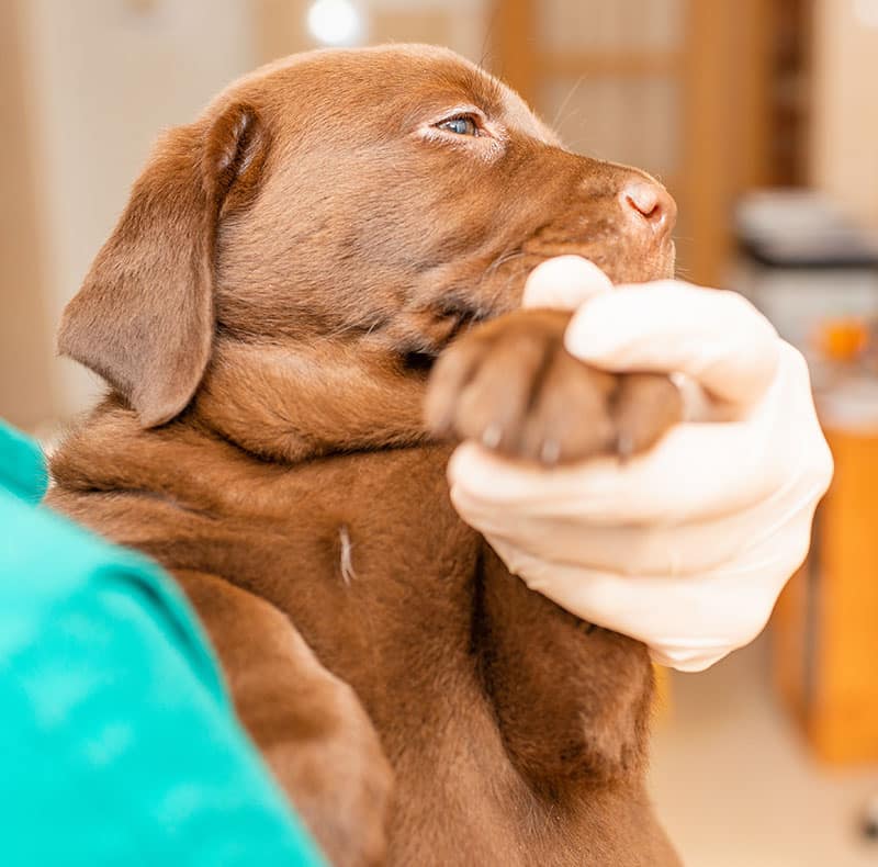 Veterinary surgical team preparing for a procedure at Woodland Springs Vet Hospital
