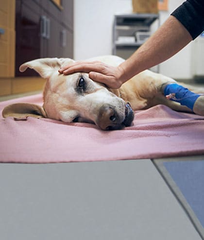 Veterinary surgical suite with advanced equipment for pet surgery at Woodland Springs Vet Hospital
