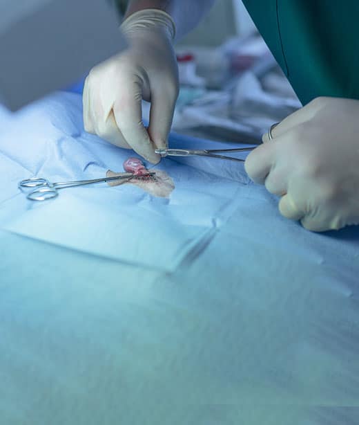 Veterinarian performing surgery on a pet in a sterile operating room at Woodland Springs Vet Hospital
