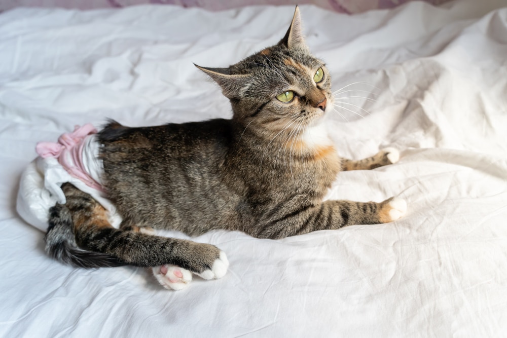 Cat with large green eyes showing signs associated with feline urinary blockage