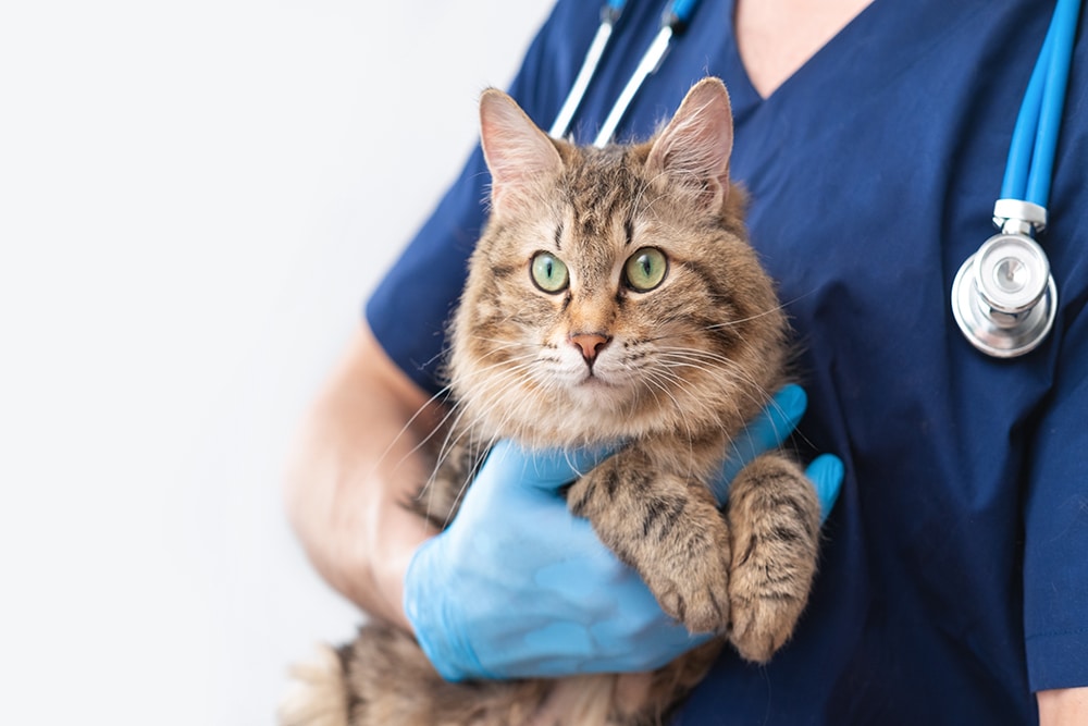 Veterinarian gently holding a cat — compassionate feline care at Woodland Springs Vet Hospital