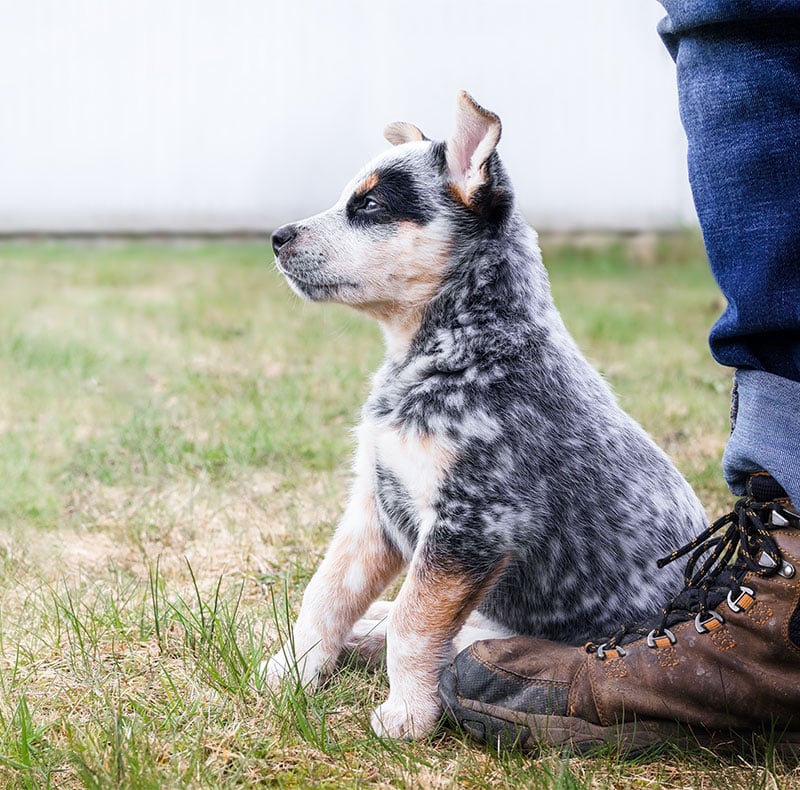 Puppy receiving first core vaccinations at Woodland Springs Vet Hospital in Fort Worth, TX
