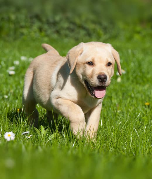 Puppy patient completing core vaccine series as part of recommended vaccination protocol

