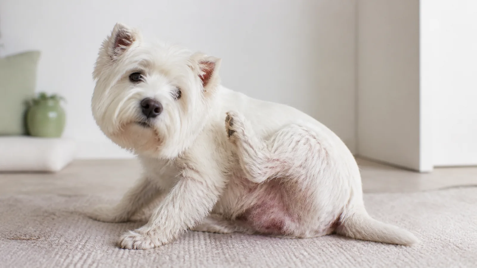 West Highland White Terrier sitting indoors, gently scratching its side.