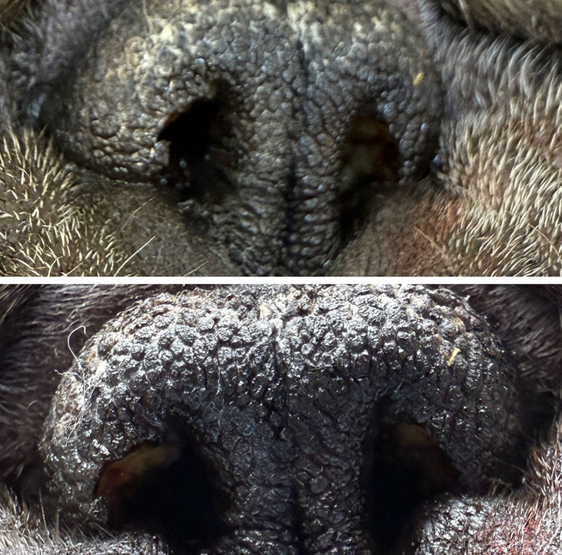Zuzu, a canine surgical patient at Woodland Springs Vet Hospital in Fort Worth, TX
