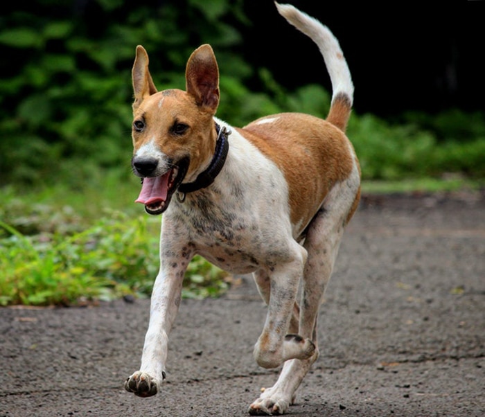 Veterinary team member at Woodland Springs Vet Hospital — AAHA-accredited Fort Worth practice
