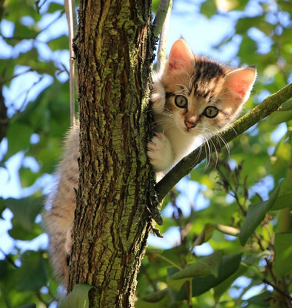 Veterinary care at AAHA-accredited Woodland Springs Vet Hospital in Fort Worth, TX
