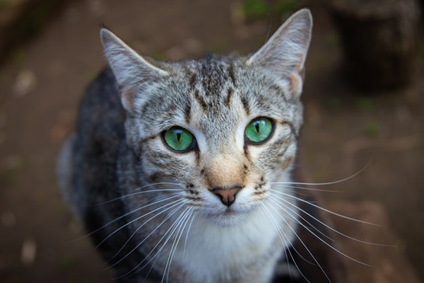 Woodland Springs Vet Hospital team providing AAHA-standard care to pets in Fort Worth
