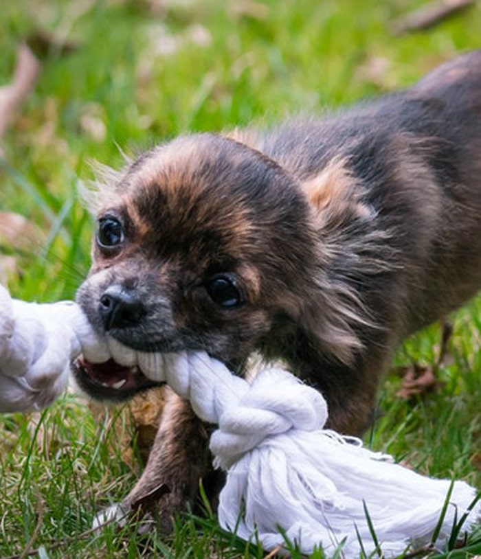 AAHA-accredited veterinary team at Woodland Springs Vet Hospital providing expert pet care
