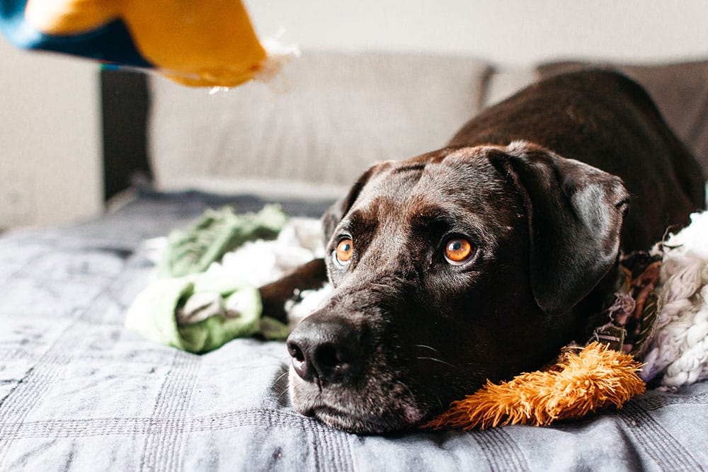 Dog resting comfortably with chew toys, illustrating the importance of canine enrichment and play
