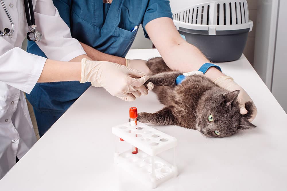 Veterinarian collecting a blood sample from a cat during diagnostic testing