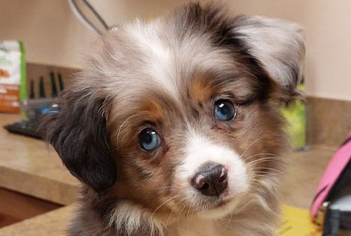 Top banner image from choosing a pet guide — pet selection tips at Woodland Springs
