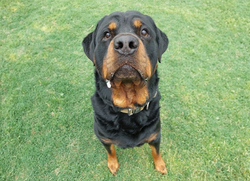Pets and their owners — large feature image from Woodland Springs choosing a pet guide
