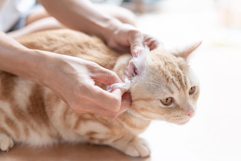 Veterinarian cleaning a cat's ears during a routine preventive care appointment