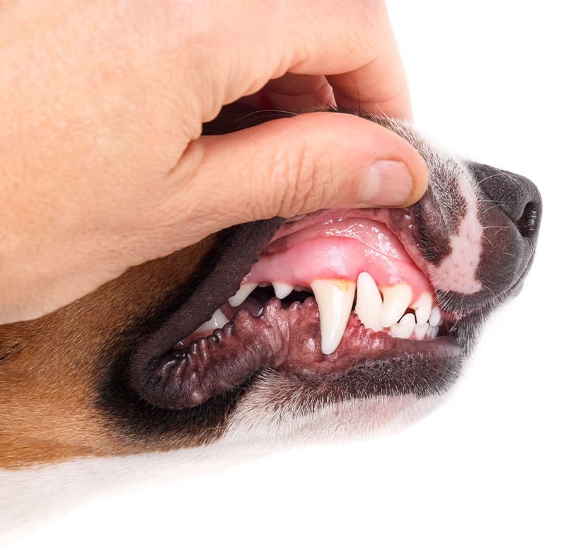 Veterinarian examining a pet's teeth and gums during a dental health evaluation
