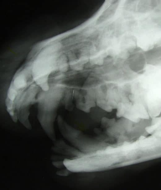Veterinarian performing a professional dental cleaning on a dog under anesthesia
