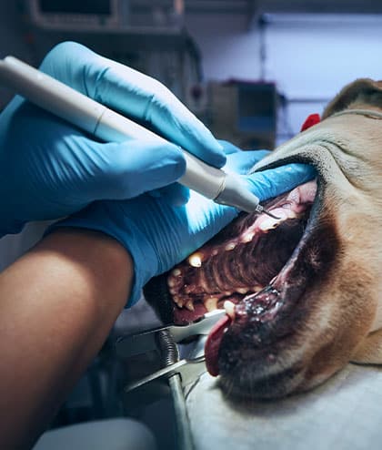 Close-up view of a pet dental examination checking teeth and gum health
