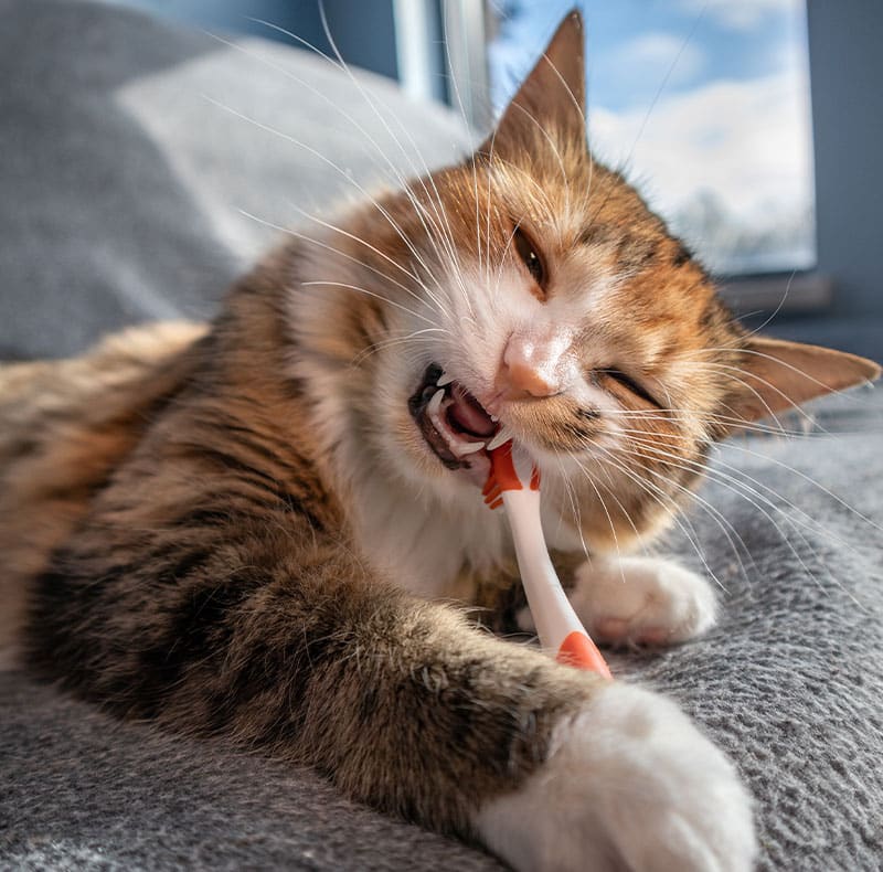 Pet dental care results showing healthy teeth after a professional veterinary cleaning
