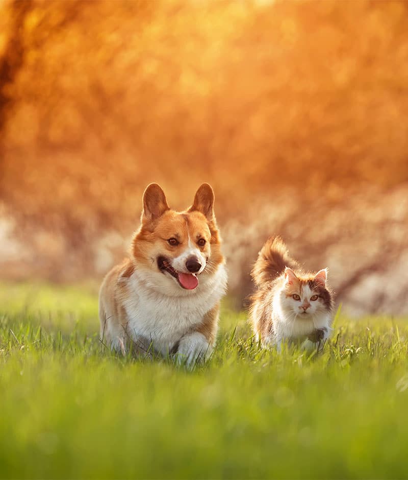 Playful dog and cat running together on green grass, enjoying outdoor exercise
