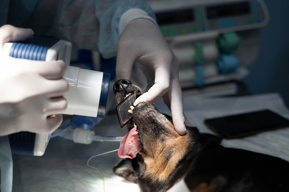 Veterinarian reviewing dental X-ray images for canine oral health assessment