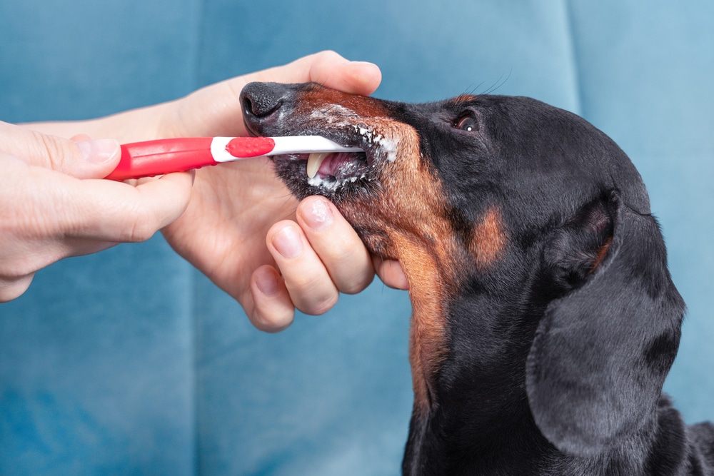 Routine pet oral hygiene care focused on preventing plaque and tartar buildup, reducing the risk of dental disease, and promoting long-term oral health.