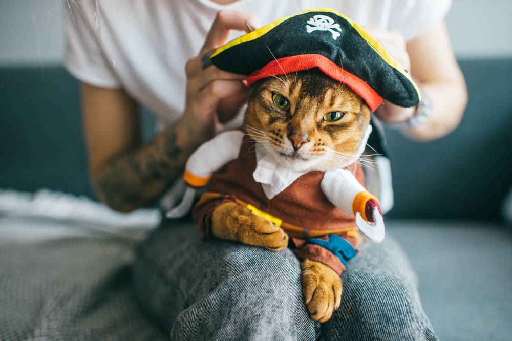 Kitten wearing a pirate costume and mask, illustrating Halloween pet costume safety ideas