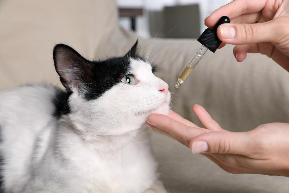Pet owner administering liquid medication to a cat at home following veterinary instructions