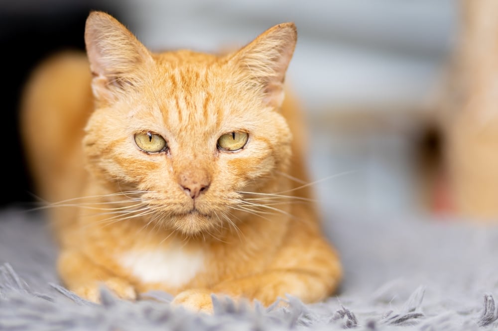 Senior cat showing signs of aging and health concerns, representing geriatric veterinary care