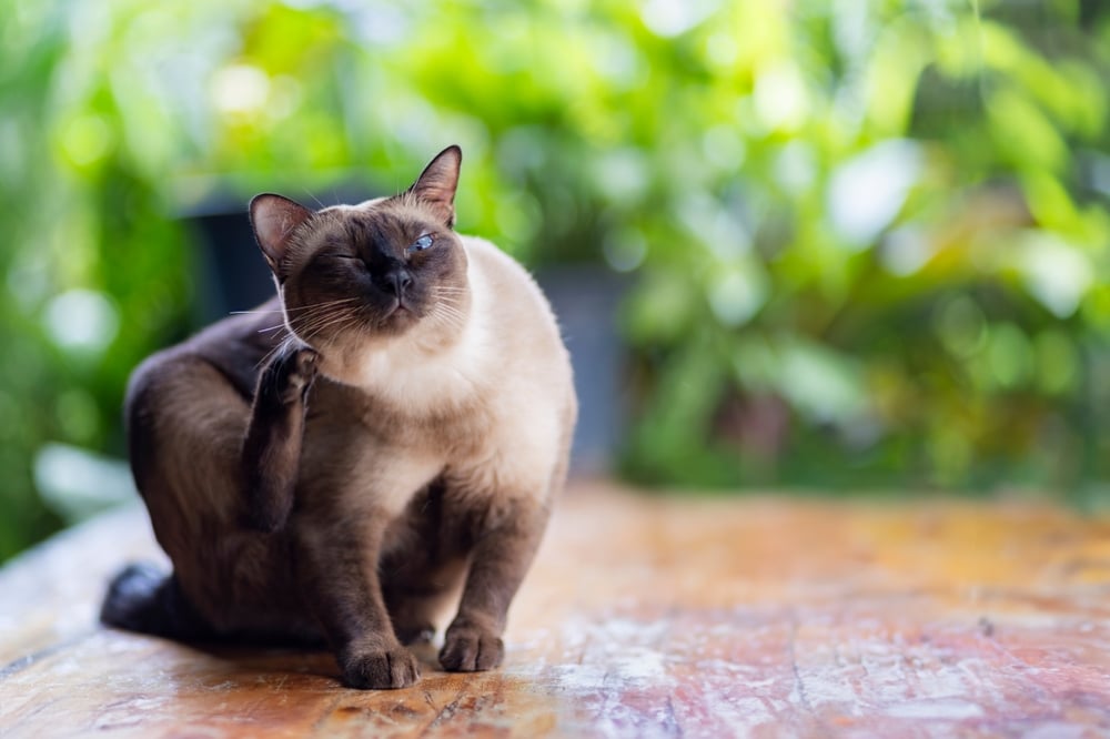 Siamese cat sitting calmly on a wooden floor, representing feline health and veterinary wellness