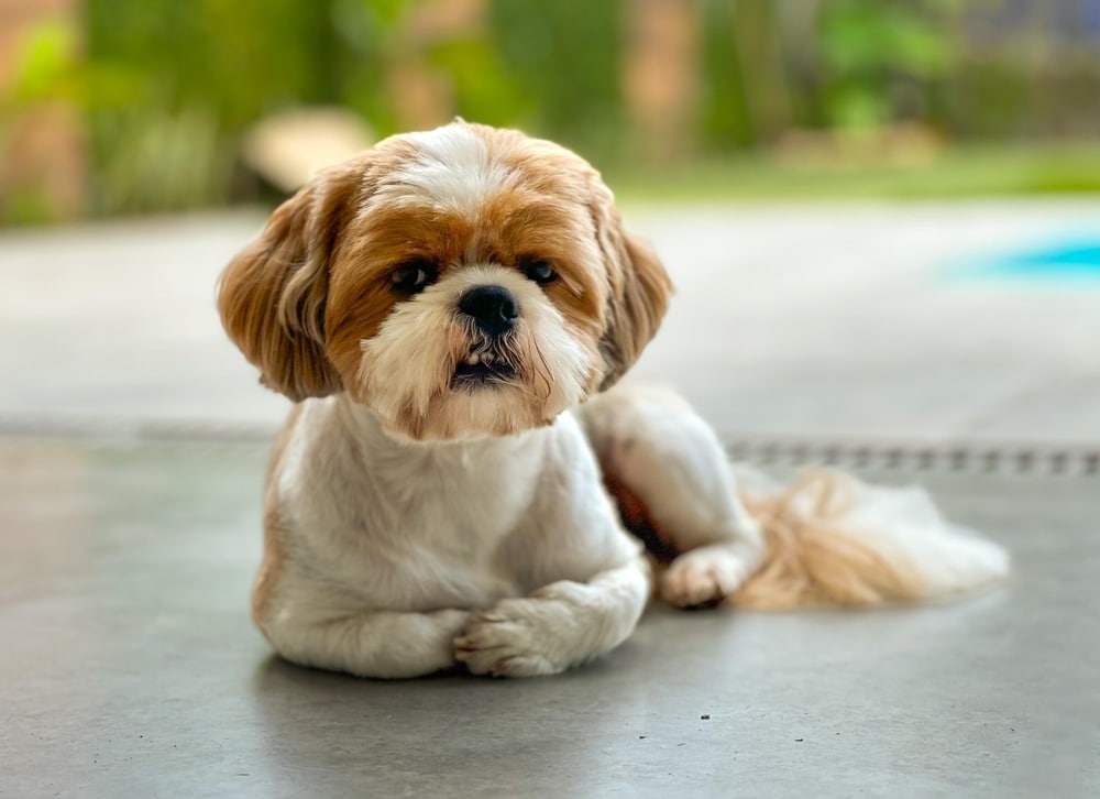 Neatly groomed Shih Tzu with white and caramel fur after professional pet grooming care