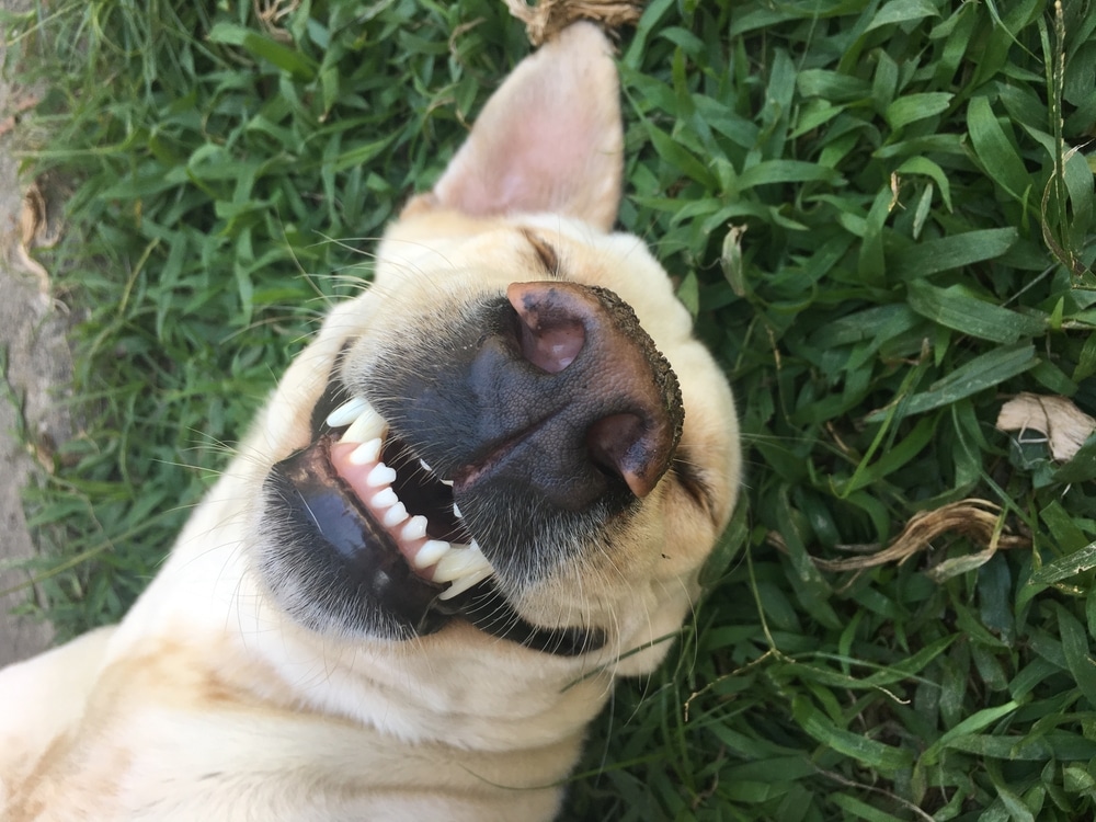 Happy smiling dog representing healthy, well-cared-for pets at Woodland Springs Vet Hospital