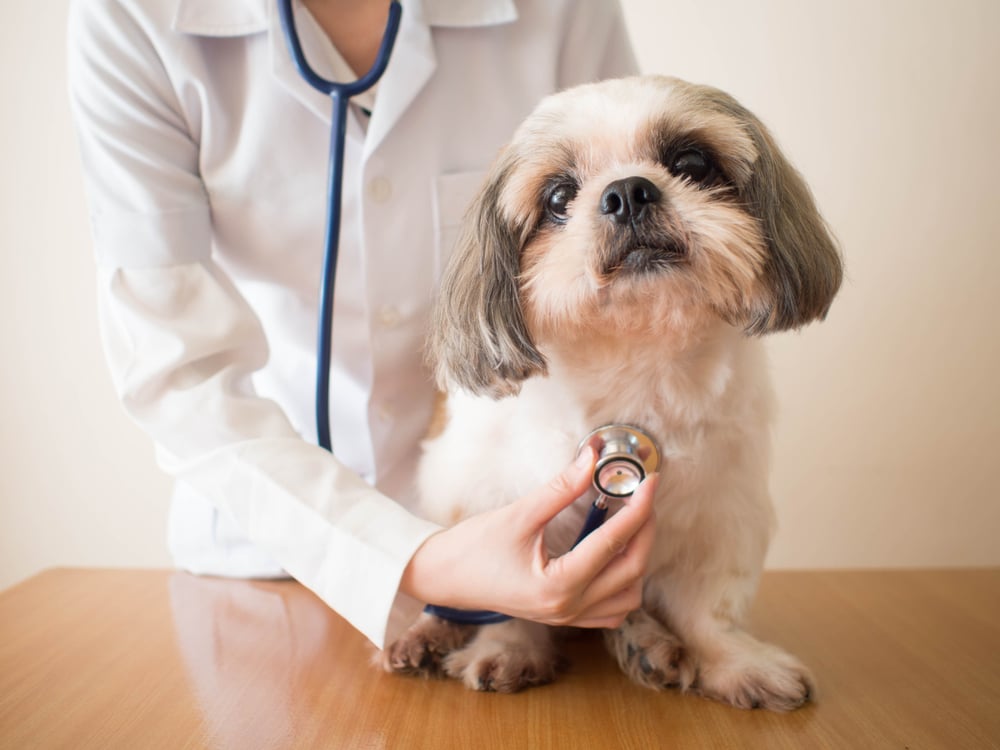 Female veterinarian examining a Shih Tzu dog with a stethoscope during a wellness exam