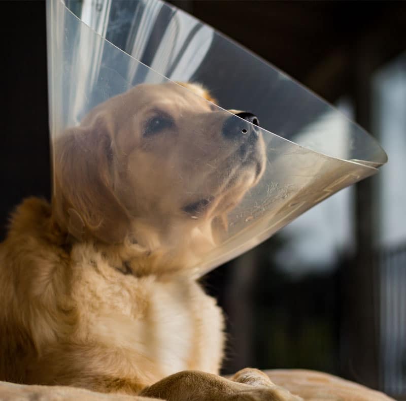 Veterinarian performing a spay or neuter consultation with a cat or dog patient in Fort Worth
