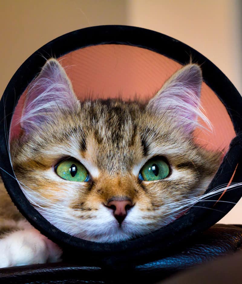 Veterinarian reviewing spay or neuter procedure details with a concerned pet owner
