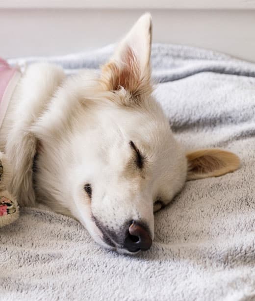Cat or dog patient being gently handled before a spay or neuter surgical procedure
