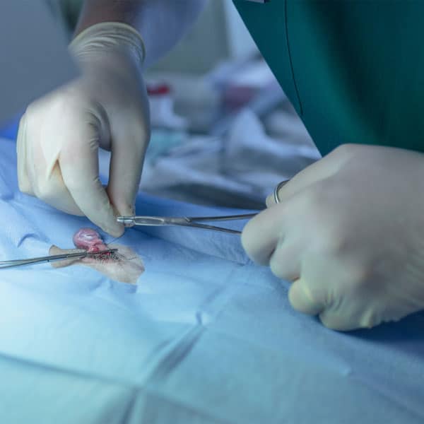 Veterinarian caring for a pet recovering from spay or neuter surgery at Fort Worth animal hospital
