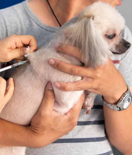 Puppy or kitten held securely while receiving a vaccination at Woodland Springs Vet Hospital
