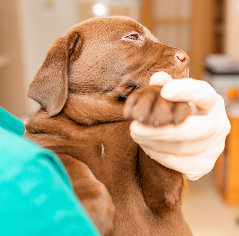 Veterinarian and pet owner discussing vaccination schedule during a wellness visit in Fort Worth
