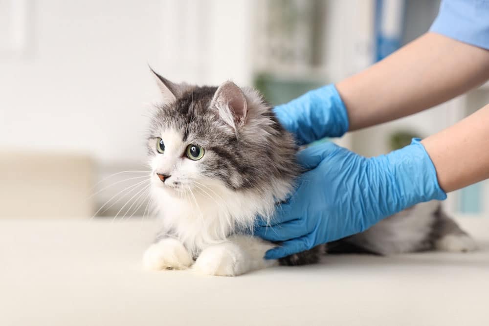 Veterinarian performing a thorough health check on a cat at the clinic