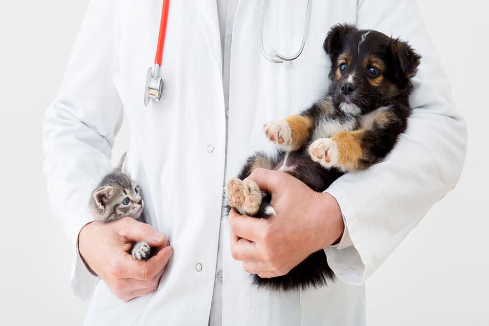 Veterinarian holding a kitten and puppy — comprehensive small animal care at Woodland Springs