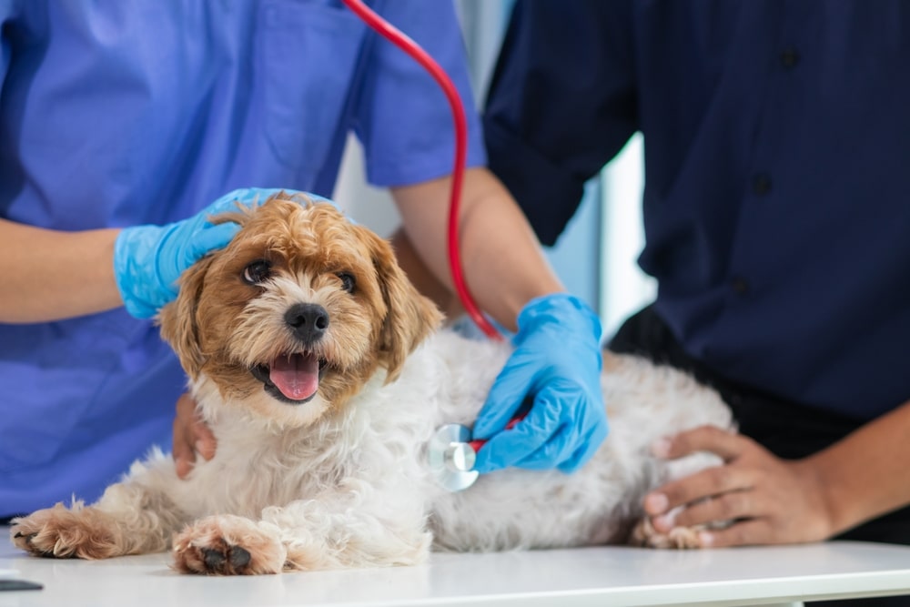 Veterinarian using a stethoscope to examine a dog during a routine health checkup at a veterinary clinic.